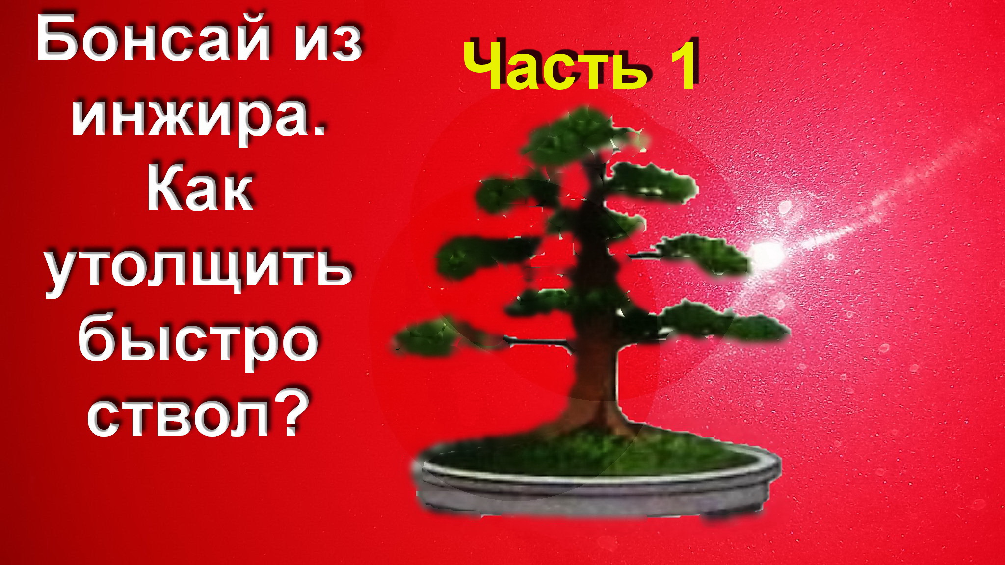 1.Как утолщить быстро ствол у бонсай за 20 минут часть 1