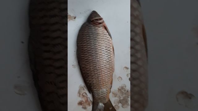 чистим карпа смотреть онлайн