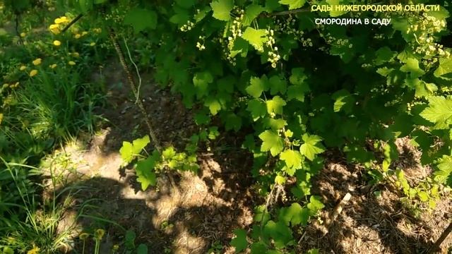 Выращивание смородины.Как правильно вырастить смородину смотреть онлайн