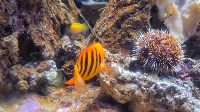 Москвариум. Морские и солоноводные обитатели. Кузовки, брызгуны, камбала, медузы, акулы, скаты. смотреть онлайн