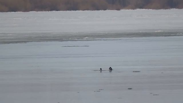 утки Гоголь 09.04.17 г. Омск смотреть онлайн