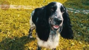 Русский спаниель