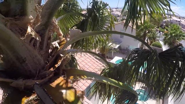 30ft Mexican fan palms getting a commercial trim (11-1)/Husqvarna 338 xpt смотреть онлайн