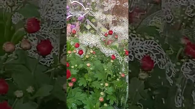 Хризантемы в подарочной упаковке от производителя. Приглашаем на мелкий опт! смотреть онлайн