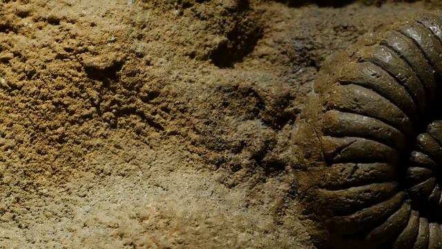 The Oldest Animals In The World