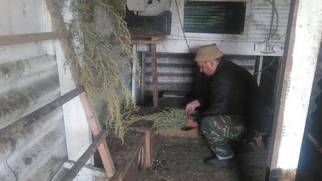 Народный метод борьбы с пероедом!!! смотреть онлайн