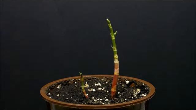 fallopia japonica growing смотреть онлайн