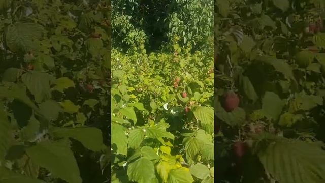 Сбор малины полана. Также занимаемся продажей саженцев 0967718380 смотреть онлайн