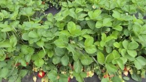 Клубника Брилла, МЕГА-УРОЖАЙНЫЙ СОРТ!