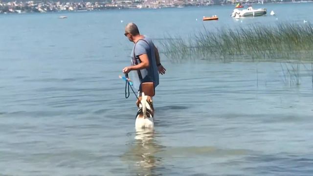 Beagle Harrier Tommy смотреть онлайн