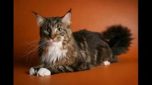 Уход за мейн- куном.??  Особенности ухода за шерстью