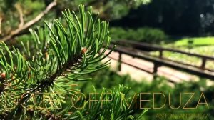 Спокойная Музыка Для Снятия Стресса АРФА - RELAXING HARP - Music -  / Stress Relief Music