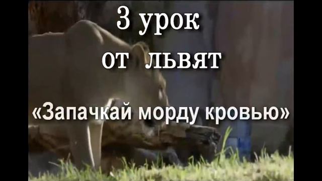 5 уроков природы. смотреть онлайн