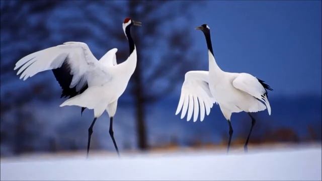 Всемирный день журавля