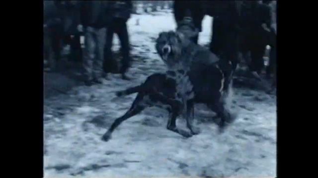 The Dog was Running (Bejala sobaka) by Aktan Abdykalykov and Erkin Ryspaev смотреть онлайн