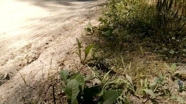 Лесная голубянка.