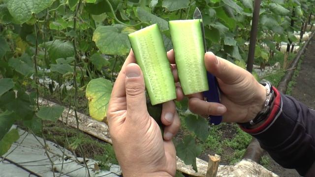 СВ4097ЦВ прошел проверку в Туймазинском районе Республики Башкортостан. смотреть онлайн