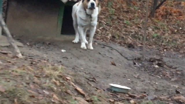Продаются огромный алабай. Хороший охрана . Alabai. Kangal attacks смотреть онлайн