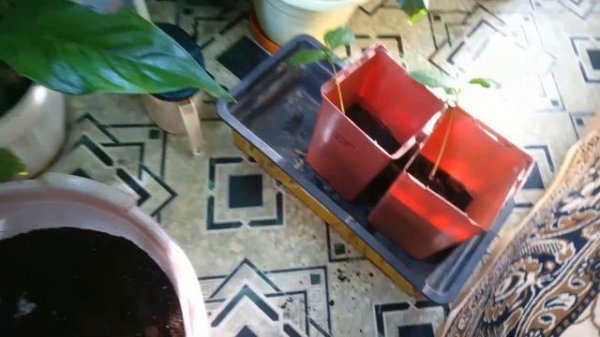 пересаживаю хурму,подскажите,что за растения