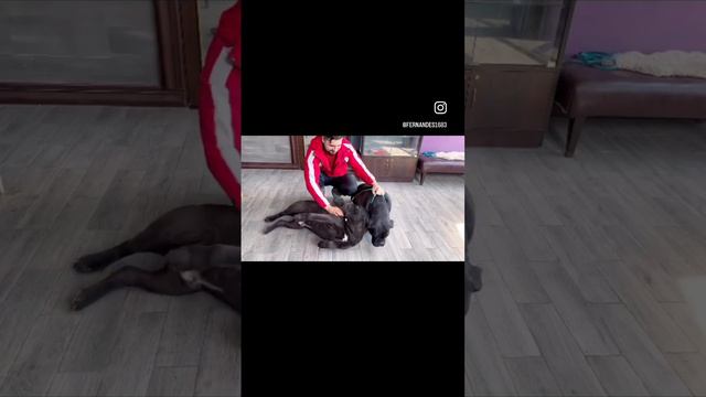 Наши пенсионеры кане корсо. Почти 9 лет) смотреть онлайн