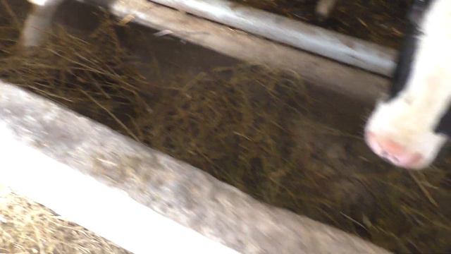 Заботимся о быках. Работа на селе . смотреть онлайн