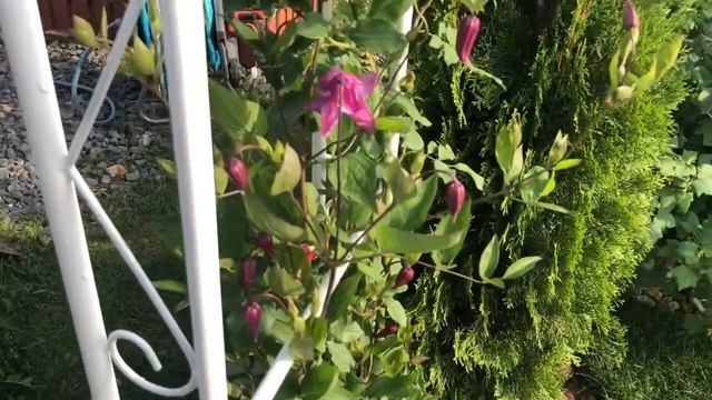 Цветение в моем саду ?? Чубушник,вейгела , Розы смотреть онлайн