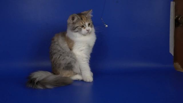 Сибирская девочка Umka Crown of Siberia, 5,5 месяцев смотреть онлайн