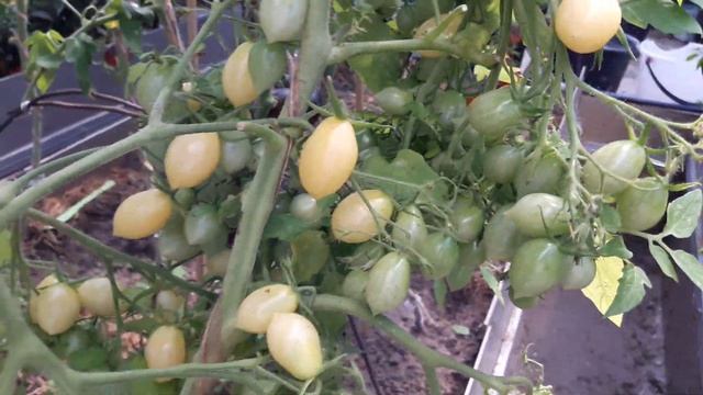 СУПЕР ЧЕРРИ - Сумасшедшая Вишня Барри! ТопСад