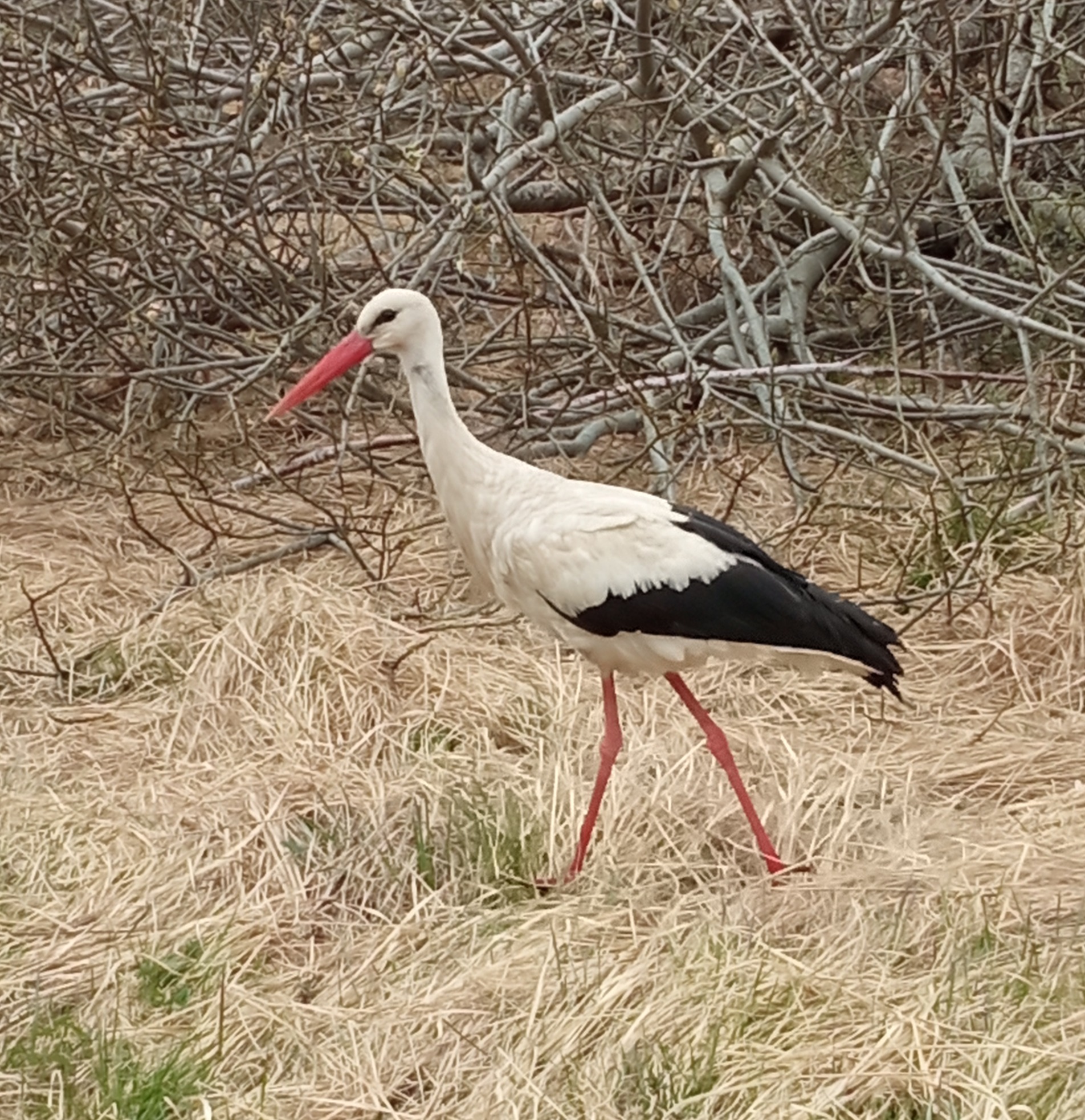 Аист. Знак судьбы. смотреть онлайн