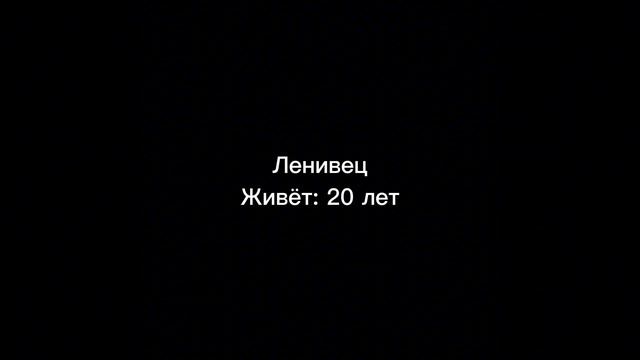 Сколько живут разные существа: смотреть онлайн