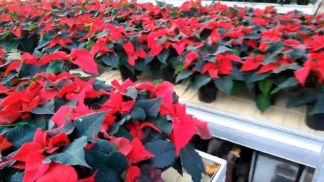 Автоматическая транспортировка цветов в теплице на столах смотреть онлайн