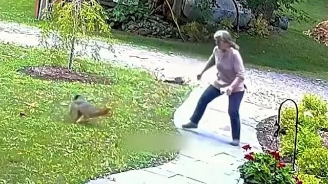 Нападение бешеной лисы на людей смотреть онлайн