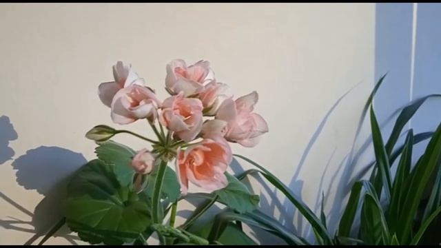 ТЮЛЬПАНОВИДНАЯ ПЕЛАРГОНИЯ смотреть онлайн