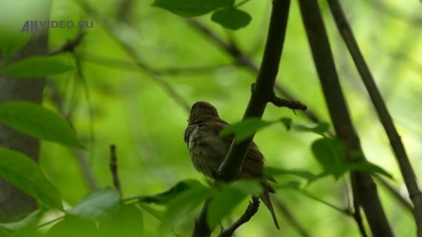 Соловей поёт. AllVideo.