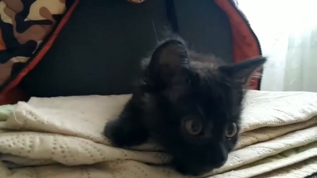 Правила содержания котёнка в доме!!)) смотреть онлайн