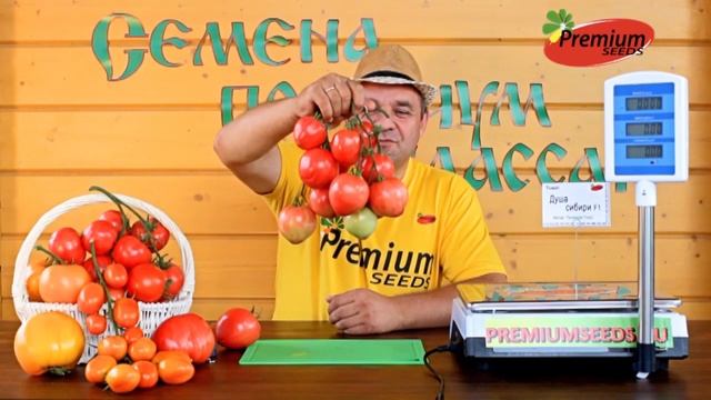 ТОМАТ ДУША СИБИРИ F1 Самый вкусный, суперурожайный, без белой сердцевины! смотреть онлайн