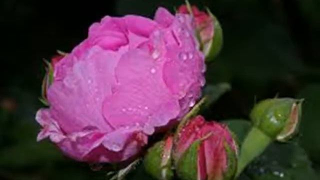 Pink rose flowers images free stock photos смотреть онлайн