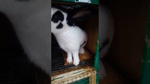 Разведение кроликов. Порода Строкач, НПВ, Немецкий пестрый великан, Кролик Бабочка