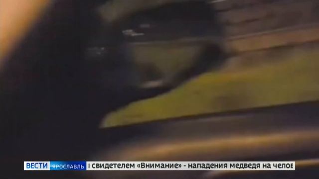 Медведи в Ярославле: невероятные кадры на просторах социальных сетей смотреть онлайн