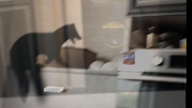 Домашний соболь Бадди смотреть онлайн