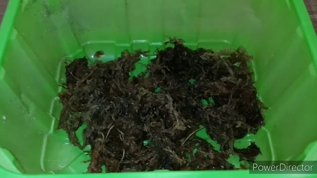 Посадка phal. Green World. Размер 1.7 смотреть онлайн