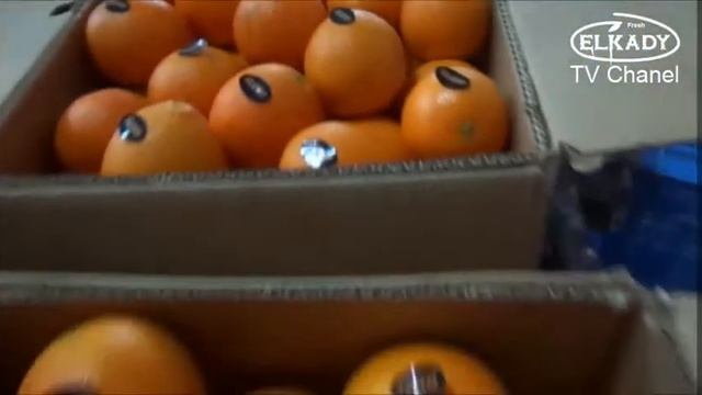 Elkady (Egypt) - Oranges Valencia - February/March 2014 смотреть онлайн