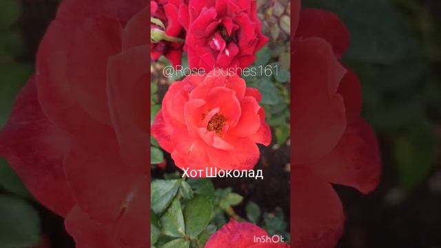 Пашмина. Хот Шоколад. Черри Леди. rose-bushes.ru смотреть онлайн