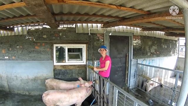 441❌Искусственное осеменения свиноматки❌
