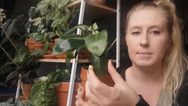 My Top 8 Fussiest Houseplants (and some solutions) смотреть онлайн