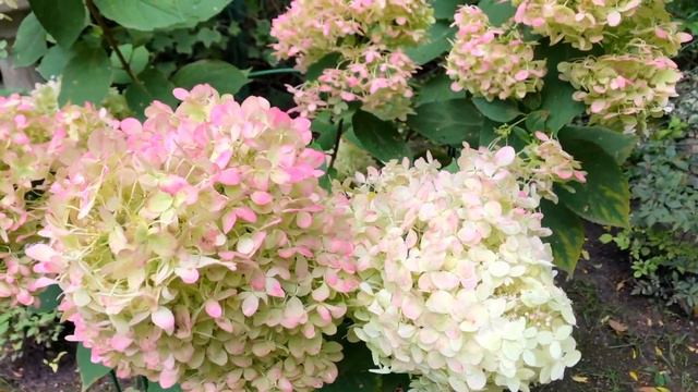 Гортензія Grandiflora. Квітник у вересні смотреть онлайн