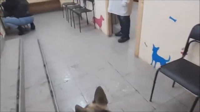 С собакевичем на прием к ветеринару. Соб ветеринара любит. А потом по выходу - неожиданность смотреть онлайн