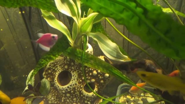 Кладка икры ампулярии и особенности ухода за ней смотреть онлайн