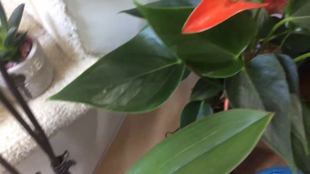 New plant; Pilea Pepermiodes (UFO plant, Chinese money plant) смотреть онлайн