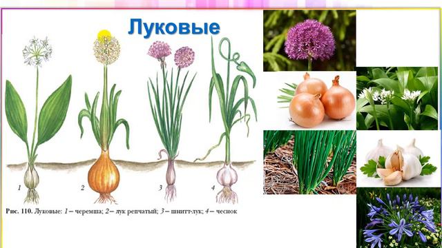 22 04 2020 6 класс биология ПодрезоваС В смотреть онлайн